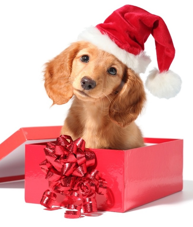 Featured image of post Happy Christmas Images Dog / The sentiment is may your christmas be happy.