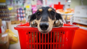 Dog sitting in basket